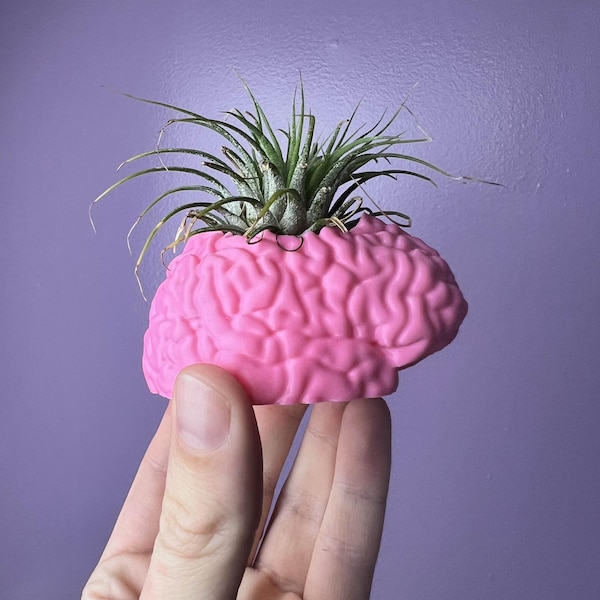 3D Printed Brain Succulent Planter - Modern Indoor Home Decor with Drainage for Cacti and Air Plants