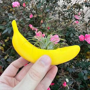 May include: A yellow banana-shaped planter with a small air plant growing inside. The planter is being held in a hand against a background of pink flowers and green leaves.