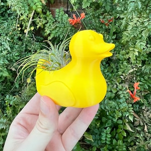 May include: A yellow rubber duck planter with a small air plant growing inside. The planter is being held in a person's hand.
