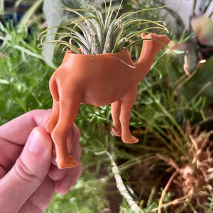 May include: A brown camel-shaped planter with a green air plant growing inside. The planter is being held in a hand.