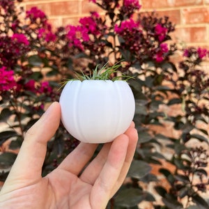 3D Printed Beach Ball Planter: Modern Succulent, Cacti, Air Plant Decor