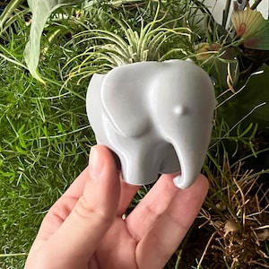 May include: A gray ceramic elephant planter with a small air plant growing inside. The planter is being held in a person's hand.