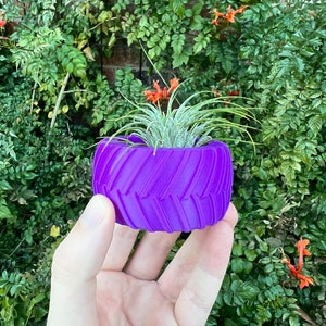 May include: A small air plant in a purple, textured, cylindrical planter. The planter is held in a person's hand.
