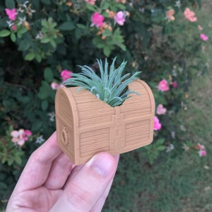 May include: A small wooden treasure chest planter with a green air plant growing inside. The chest is painted brown and has a wood grain texture.
