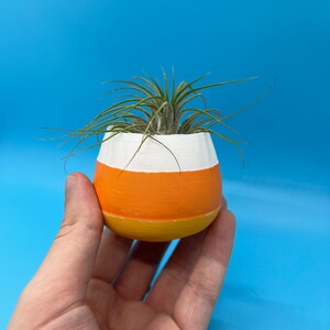 May include: A small air plant in a white, orange, and yellow candy corn-shaped planter.