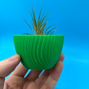 May include: A green, striped ceramic planter with a small air plant growing inside. The planter is being held in a hand against a blue background.