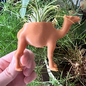 May include: A terracotta camel planter with a small air plant growing inside. The camel is standing on a green surface.