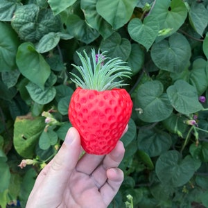 Puede incluir: Una maceta roja con forma de fresa con una pequeña planta suculenta verde creciendo dentro.