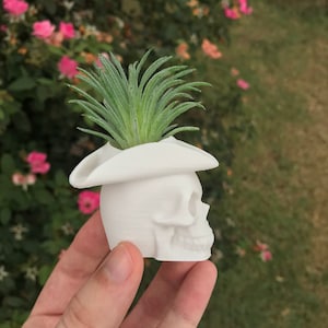 May include: White ceramic skull planter with a small green succulent plant growing out of the top. The skull is wearing a white pirate hat.