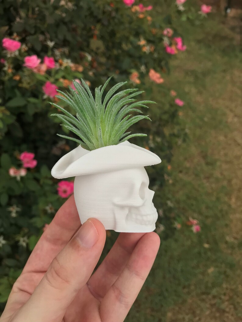 May include: White ceramic skull planter with a small green succulent plant growing out of the top. The skull is wearing a white pirate hat.