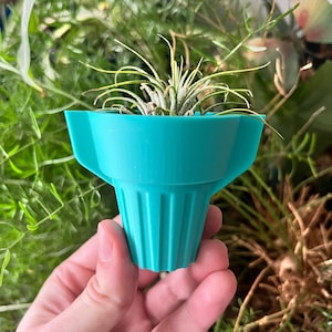 May include: A teal blue plastic planter with a small air plant growing inside. The planter has a wide top and a narrow bottom, and it is held in a person's hand.