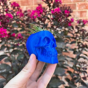 May include: A vibrant blue skull-shaped planter, holding a small green plant. The planter is made of a smooth material and has detailed facial features. The background features a brick wall and pink flowers.