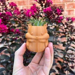 May include: A small, brown, ceramic planter shaped like a hamster with a green air plant growing inside.