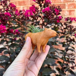3D Printed Capybara Planter: Unique Air Plant Holder with Drainage for Indoor Succulents & Home Decor