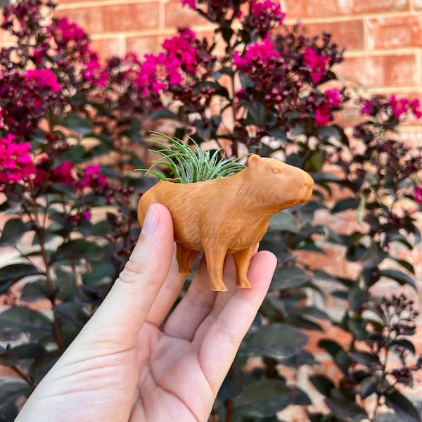 Capybara Air Plant Holder | Succulent | Home Decor | 3D Printed with Drainage | Indoor Planter