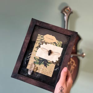Cicada vintage shadow box, entomology gift, real insect ii frame, darkdecor, small cabinet of curiosities.