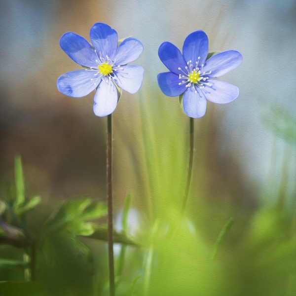 Wild Forest Flowers in Blue - Printable Wall Art, Hepatica Nobilis, Liverwort, Oil Painting Effect, Digital Photo File, Instant Download