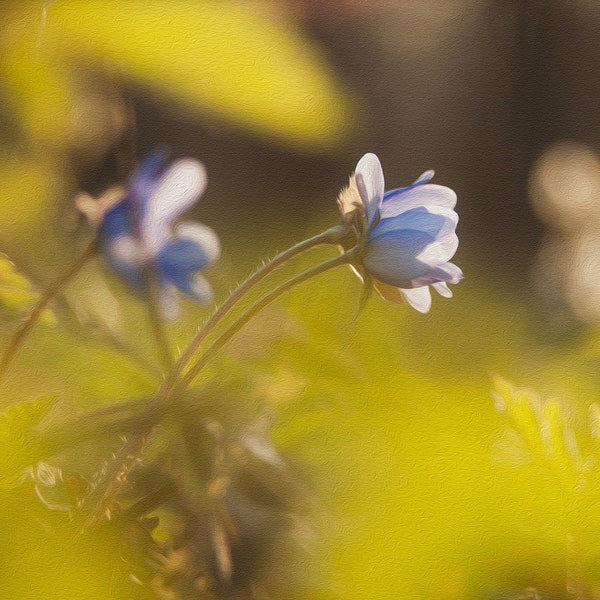 Forest flower in blue - Printable Wall art, Hepatica, Liverwort, Oil Painting Effect, Digital File, Instant Download, Digital Picture, Photo