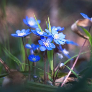 Forest flower in blue - Printable Wall art, Hepatica, Liverwort, Oil Painting Effect, Digital File, Instant Download, Digital Picture, Photo