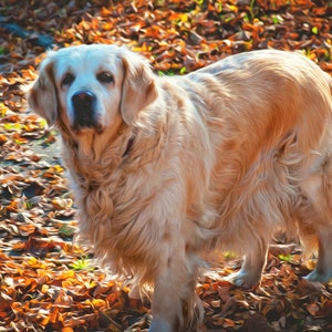 Golden Retriever, Dog - Pet Portrait, Labrador, Printable Wall Art, Oil Painting Effect, Digital File, Instant Download, Picture, Photo Jpeg