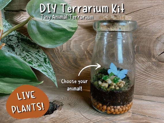 fællesskab træ trimme Terrarium Kit Activity DIY Mini Terrarium Gift for Plant Lover - Etsy