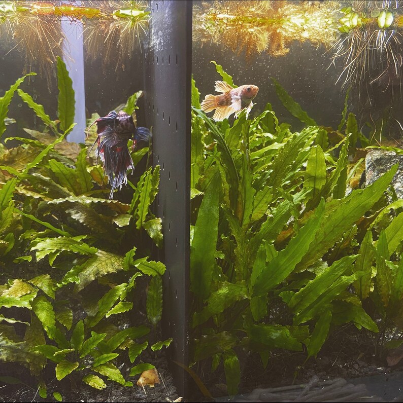 Acrylic Tank Dividers Betta Fish Aquarium Divider READ Etsy