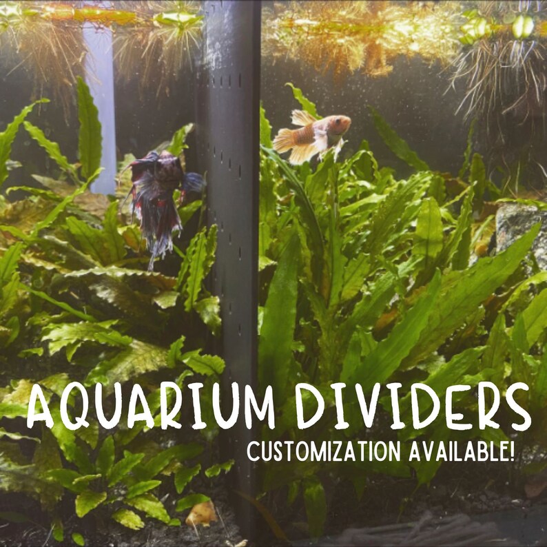 Acrylic Tank Dividers Betta Fish Aquarium Divider READ Etsy