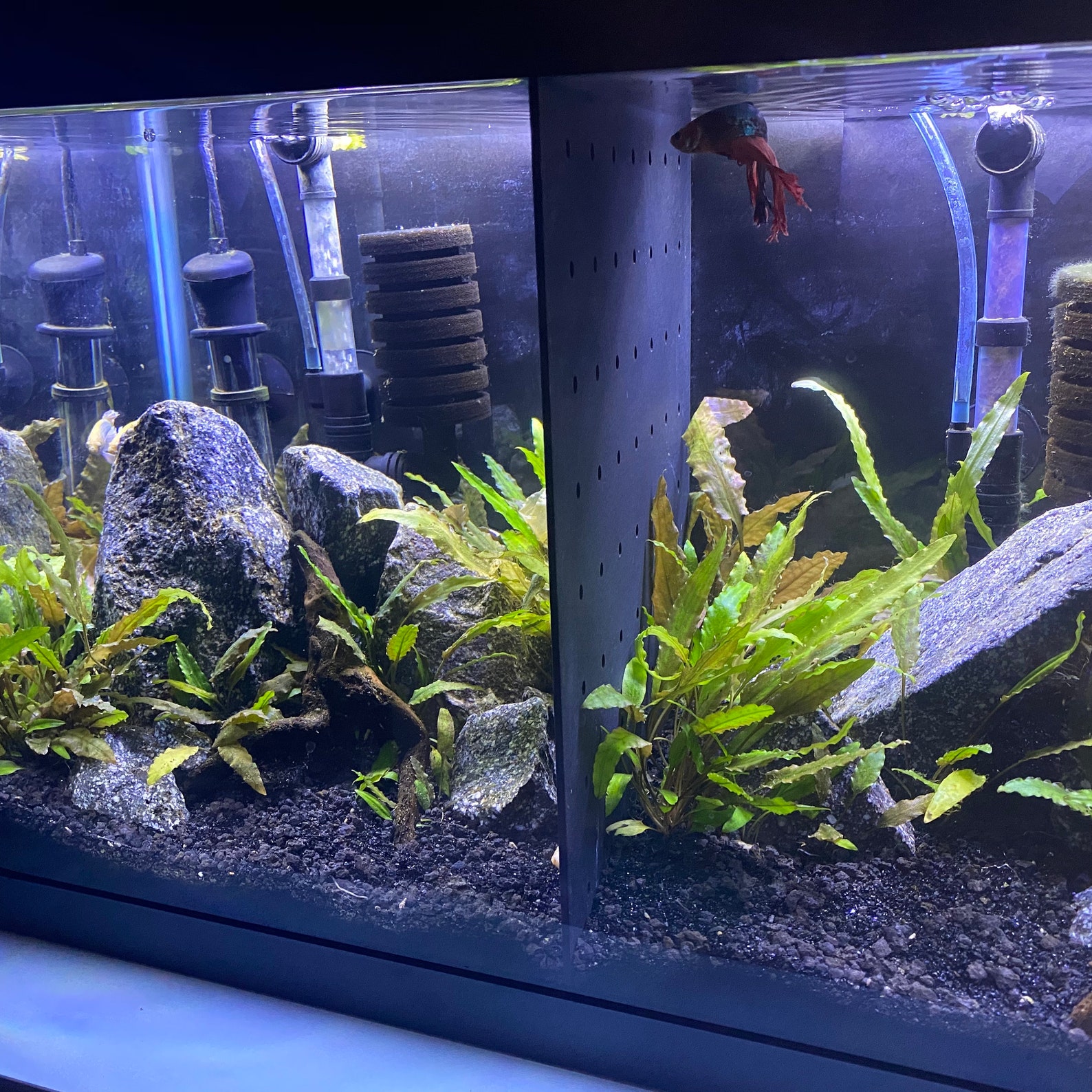 Acrylic Betta Fish Tank Dividers Aquarium Divider READ Etsy