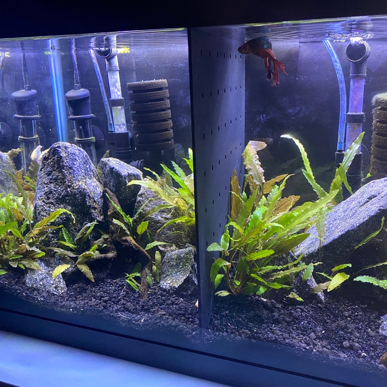 Acrylic Betta Fish Tank Dividers Aquarium Divider READ Etsy