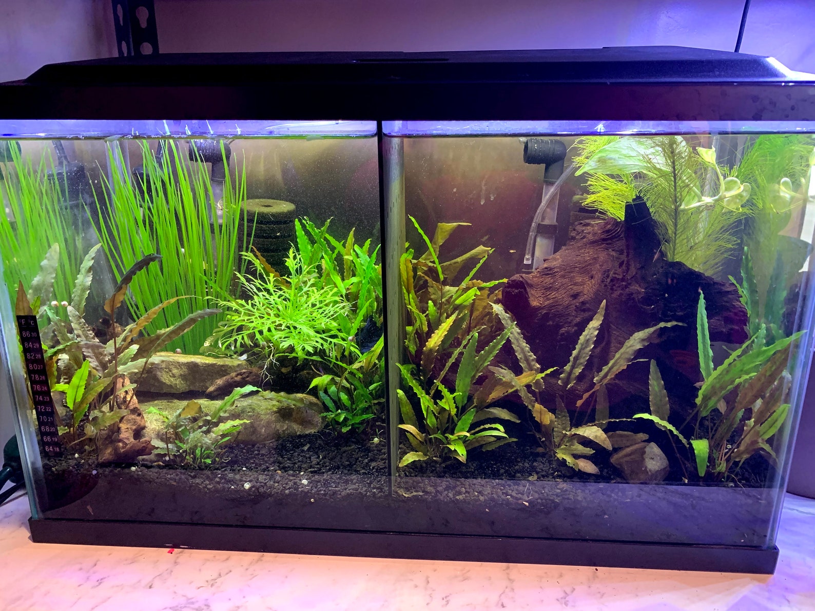 Acrylic Betta Fish Tank Dividers Aquarium Divider READ Etsy
