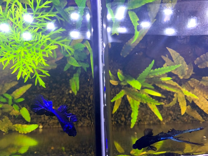 Acrylic Betta Fish Tank Dividers Aquarium Divider READ Etsy