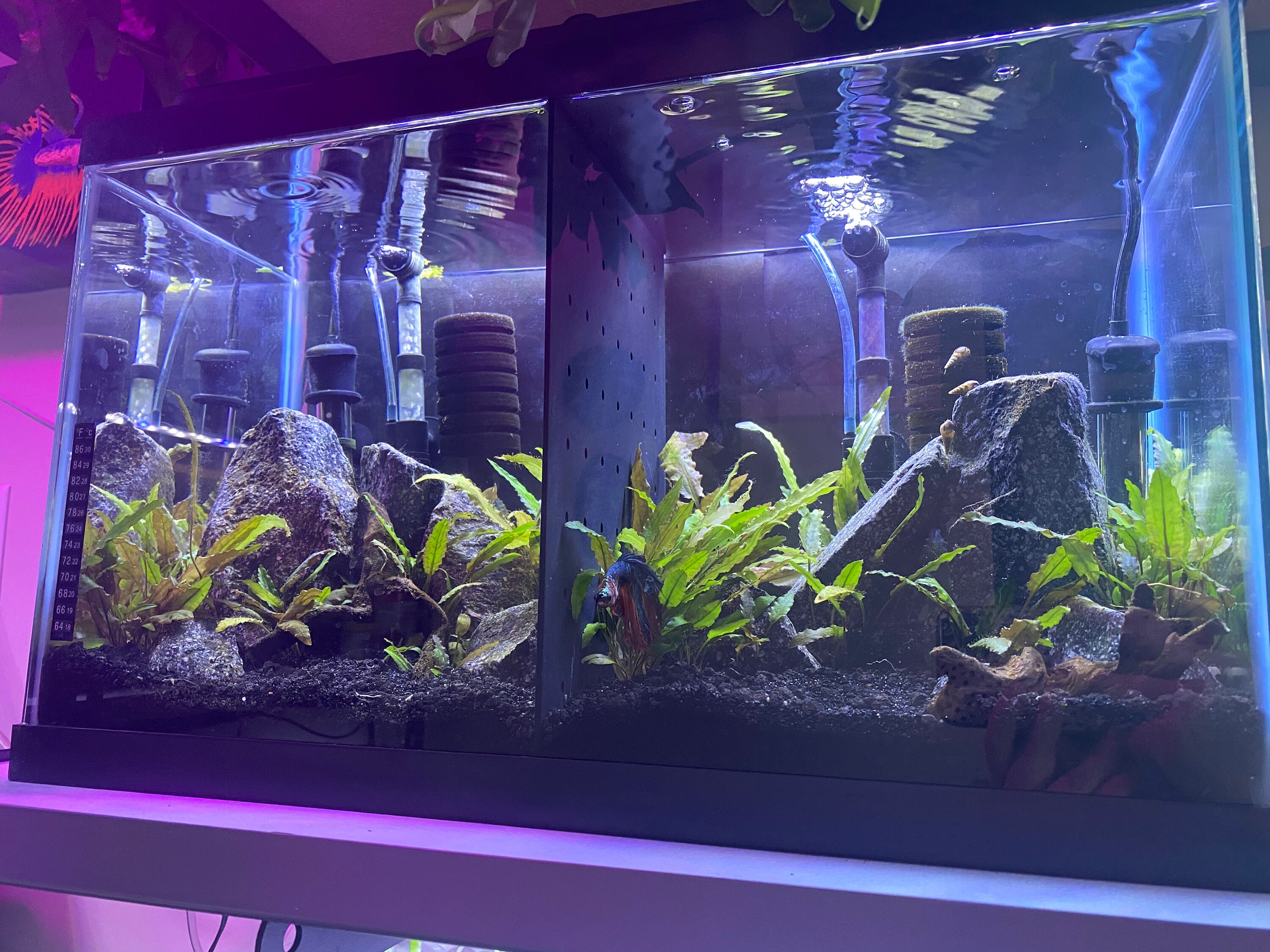 Acrylic Betta Fish Tank Dividers Aquarium Divider READ Etsy