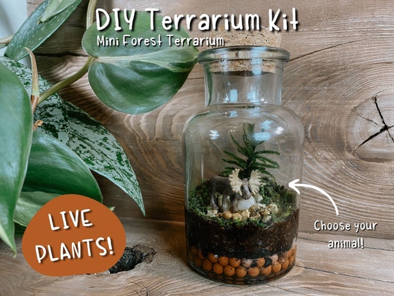 duft Blikkenslager Omvendt DIY Terrarium Kit Mini Tree Terrarium Tiny Animal Jar Live - Etsy