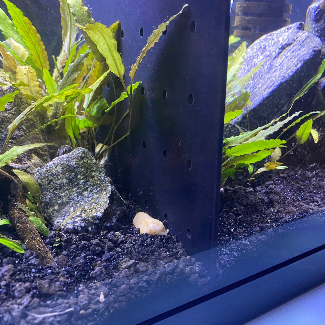 Acrylic Tank Dividers Betta Fish Aquarium Divider READ Etsy