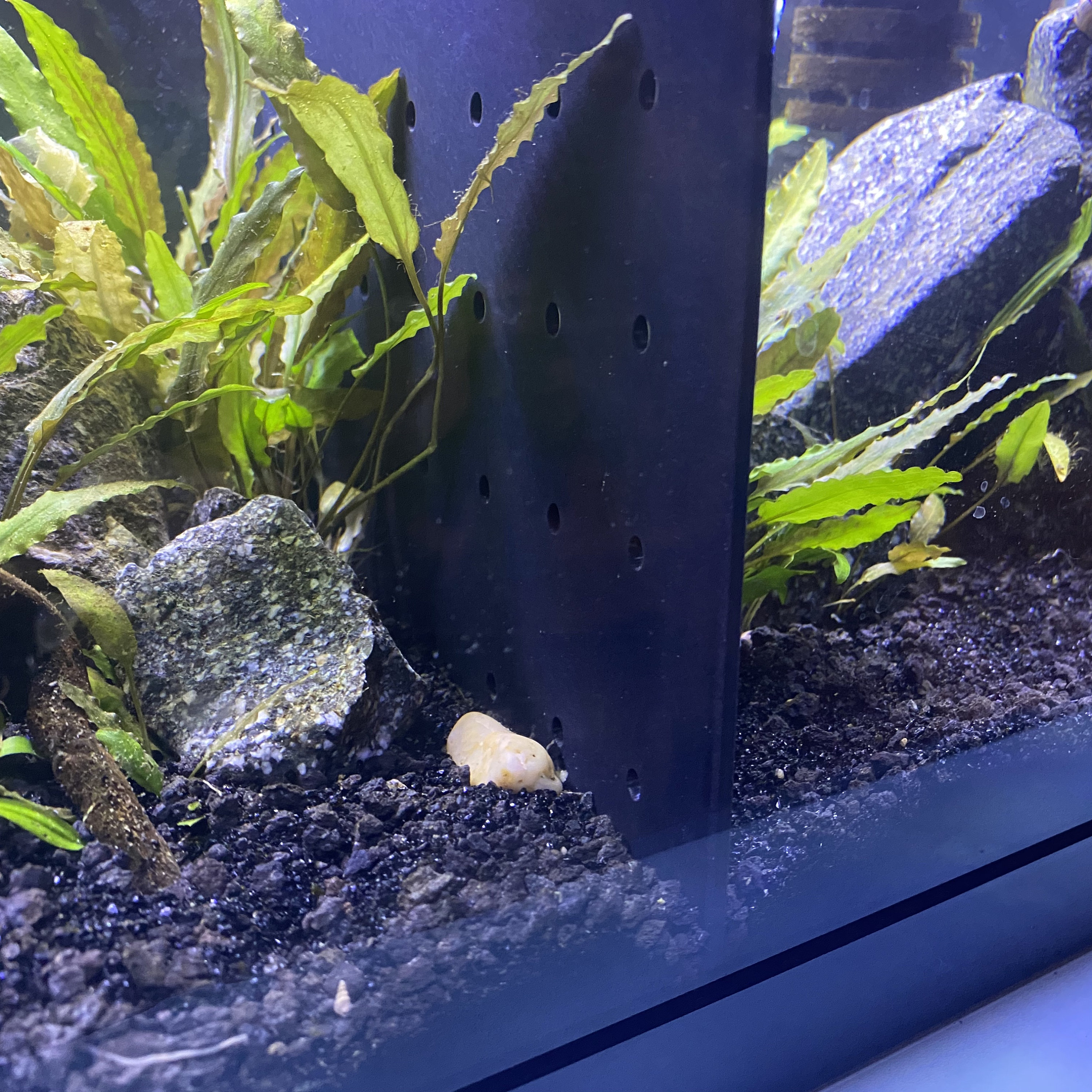 Acrylic Betta Fish Tank Dividers Aquarium Divider READ Etsy