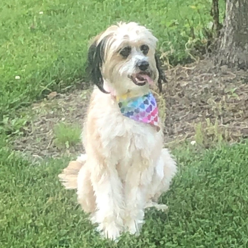 Love and Hearts Dog Bandana Reversible and Over the Collar