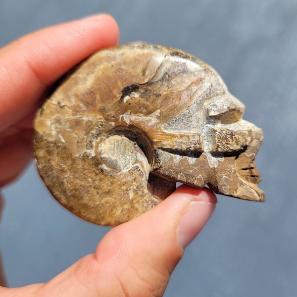 Ammonite Skull - Fossil - Fossil Skull - Red Ammolite - Ammonite Fossil - Carving - Reiki - Chakra - Healing