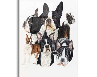 Acrylic Glass Wall Art 'Boston Terrier' by Barbara Keith