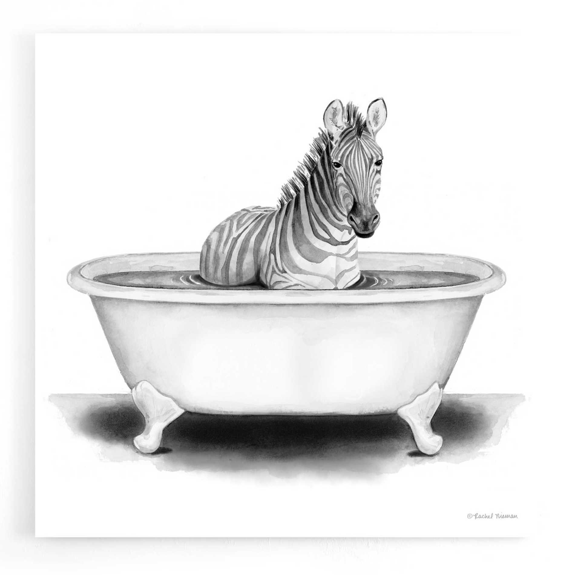 Acrylic Glass Wall Art 'zebra in Tub' by Rachel Nieman Etsy