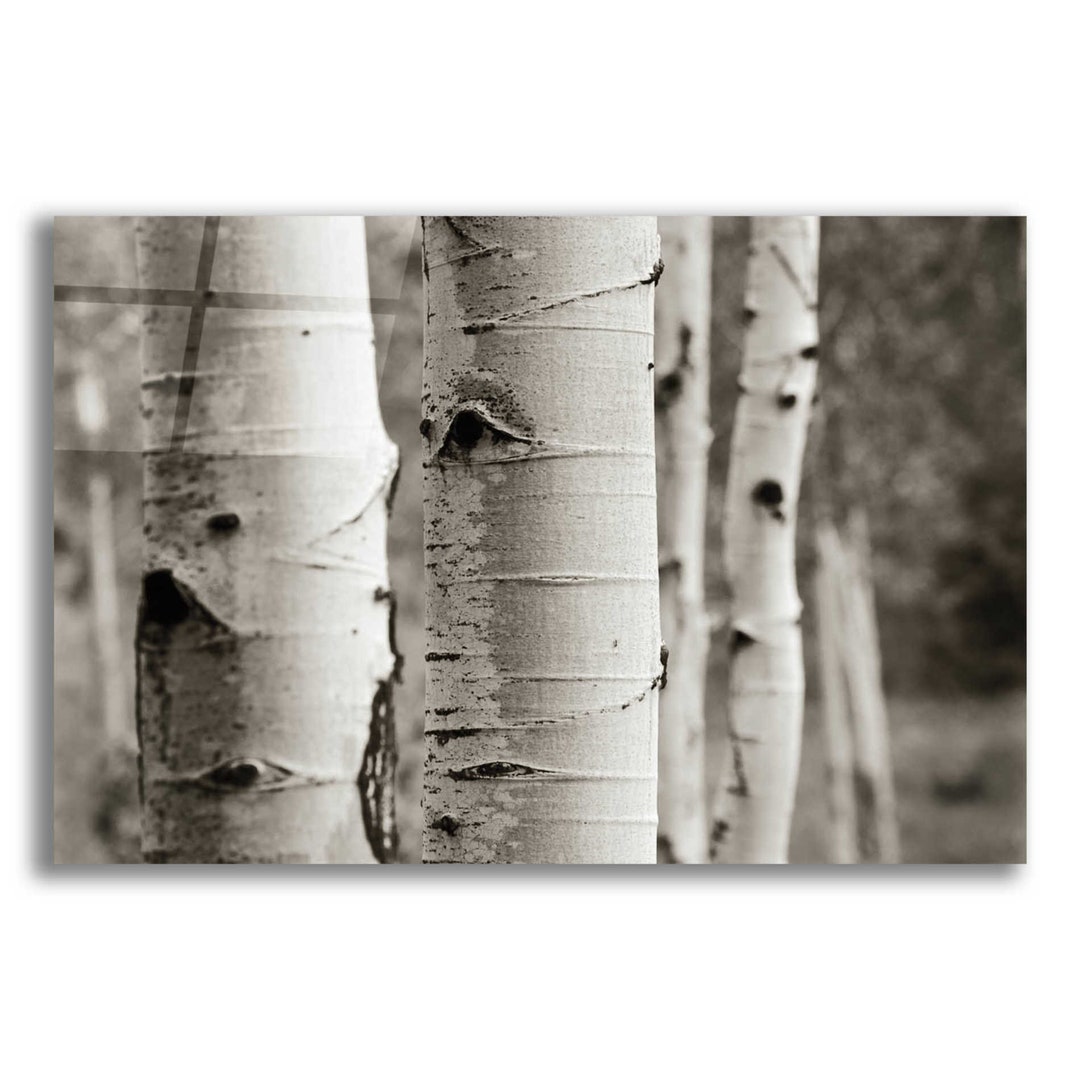 Acrylic Glass Wall Art 'aspens III' by Debra Van Swearingen Etsy