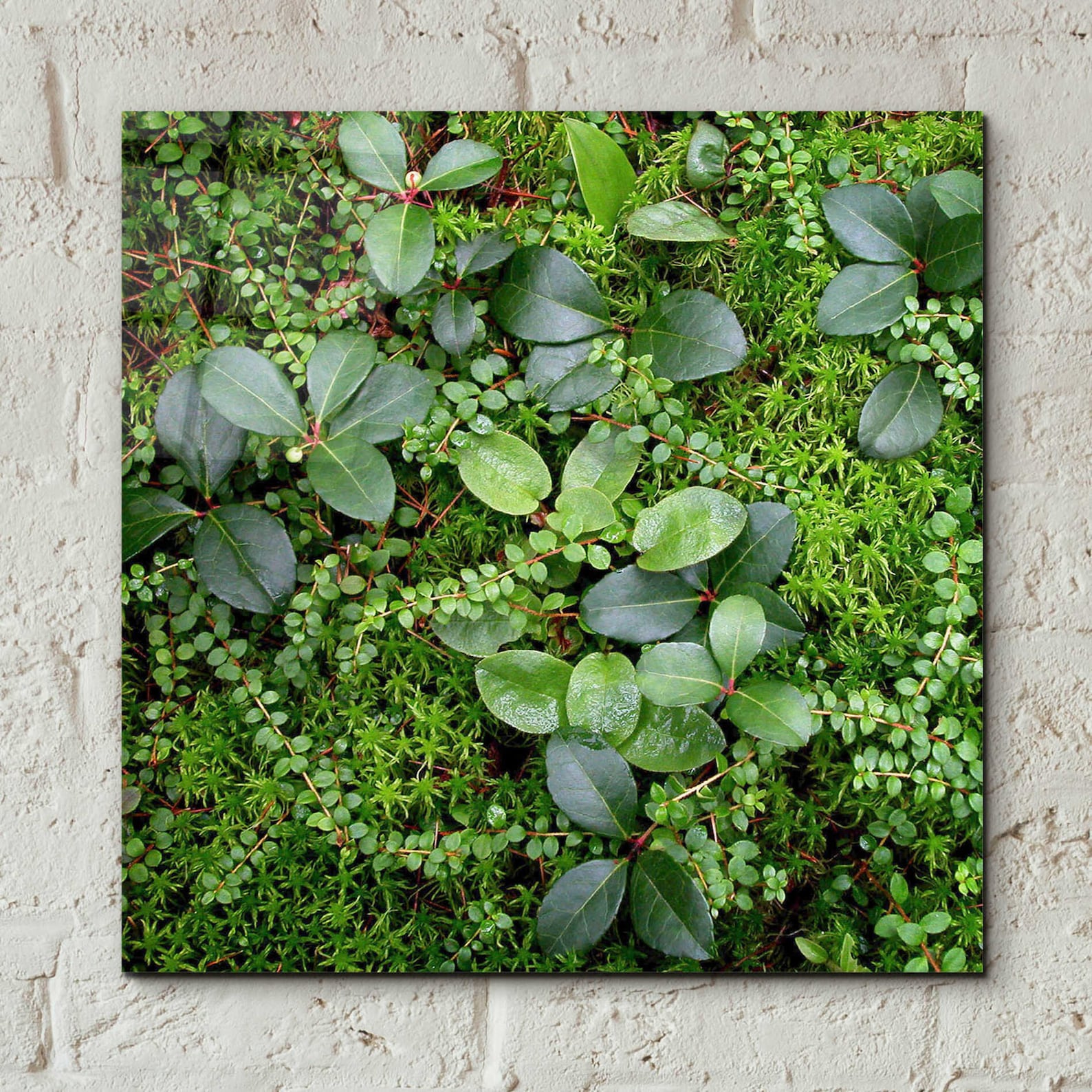 Acrylic Glass Wall Art 'forest Floor Detail' by Jan Etsy