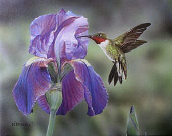 Songbird Acrylic Painting “Hummer and Purple Iris” by wildlife artist, Danny O'Driscoll canvas giclee reproduction
