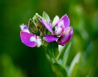 Purple Blossom