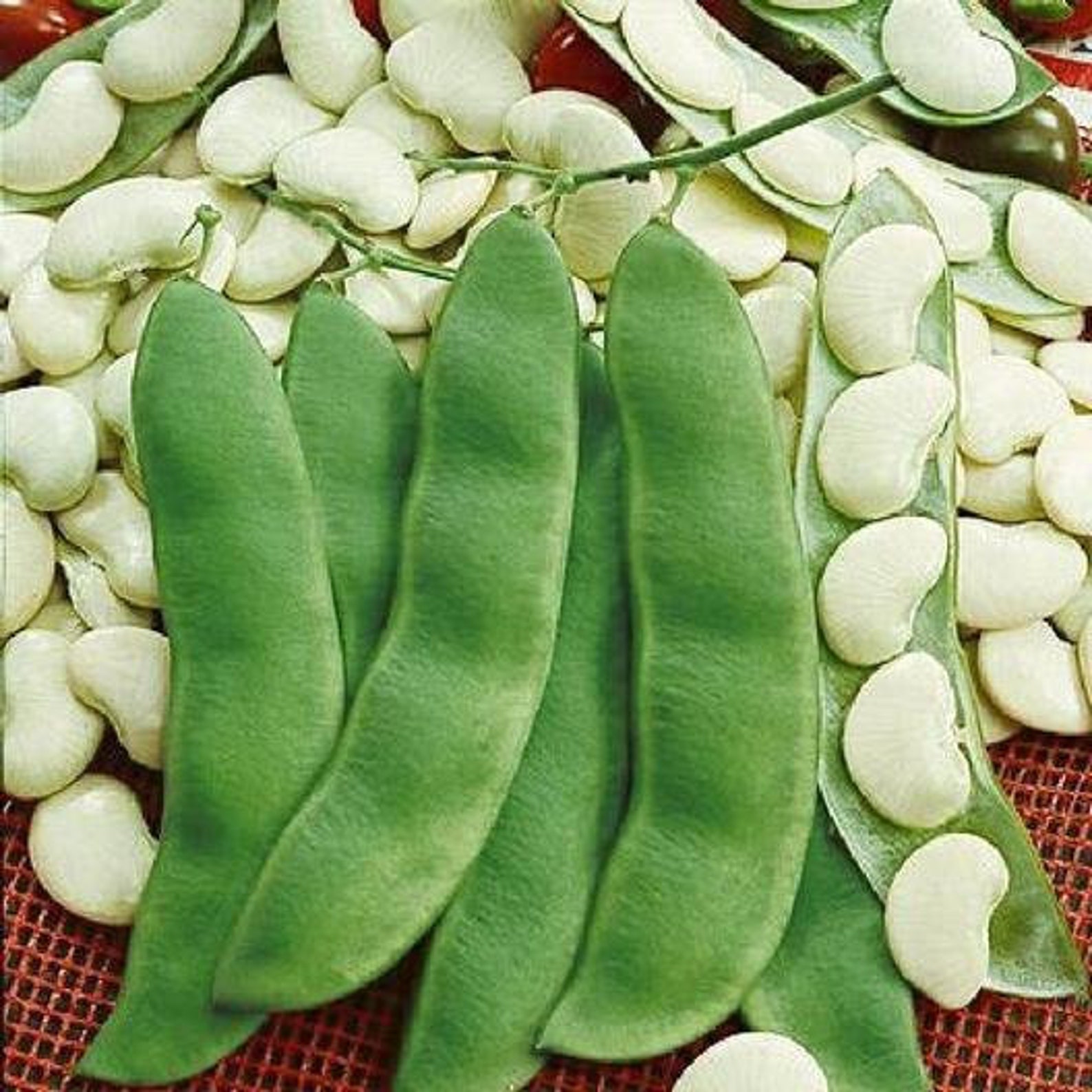 Organic Henderson Bush Lima Bean Seeds 60 Organic Non GMO Etsy