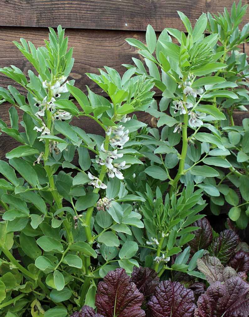 Organic Broad Windsor Fava Bean Heirloom Non GMO 40 Seeds Etsy