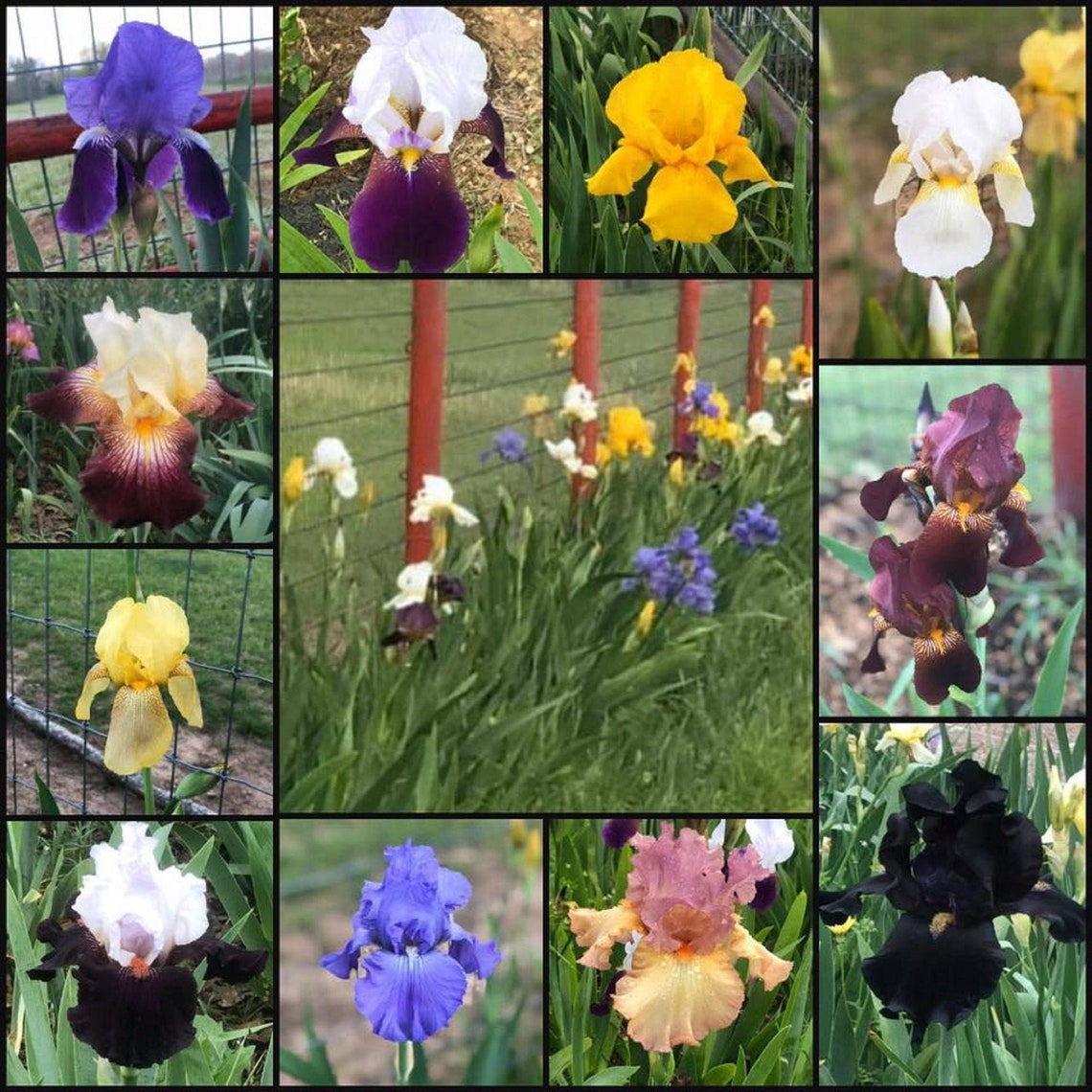 10 Fresh Sprouted Mixed BEARDED IRIS RHIZOME Bulbs Etsy