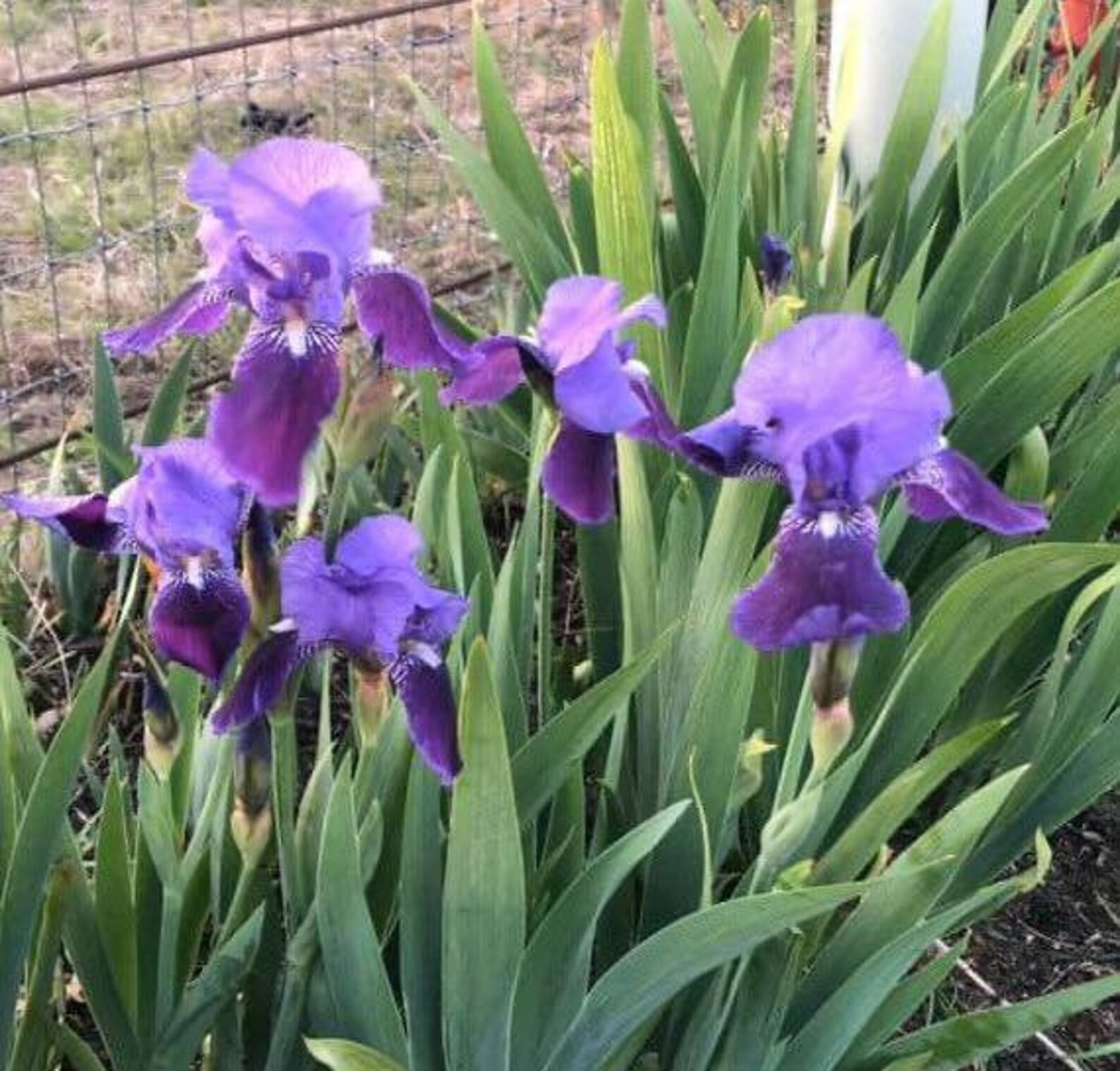 10 Fresh Sprouted Mixed BEARDED IRIS RHIZOME Bulbs Etsy