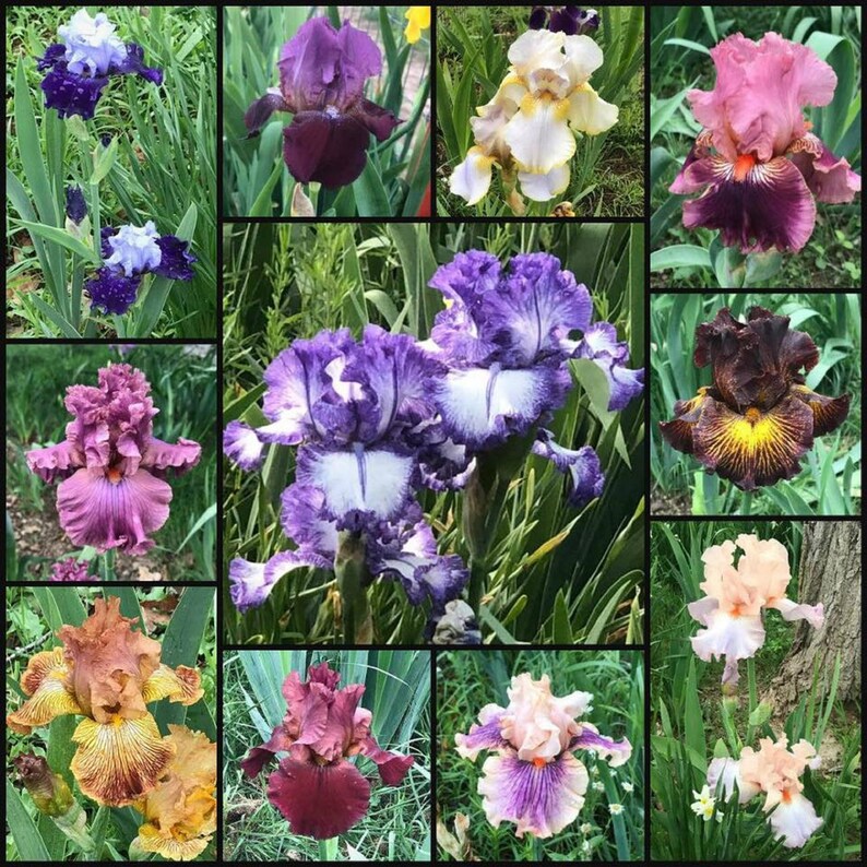 15 Fresh Sprouted Mixed BEARDED IRIS RHIZOME Bulbs Etsy