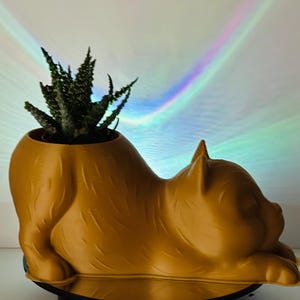 子猫の植木鉢、多肉植物、屋外、屋内、野菜、花、庭、暑い、寒い天候、園芸、再利用、植木鉢、バスケット、鉢