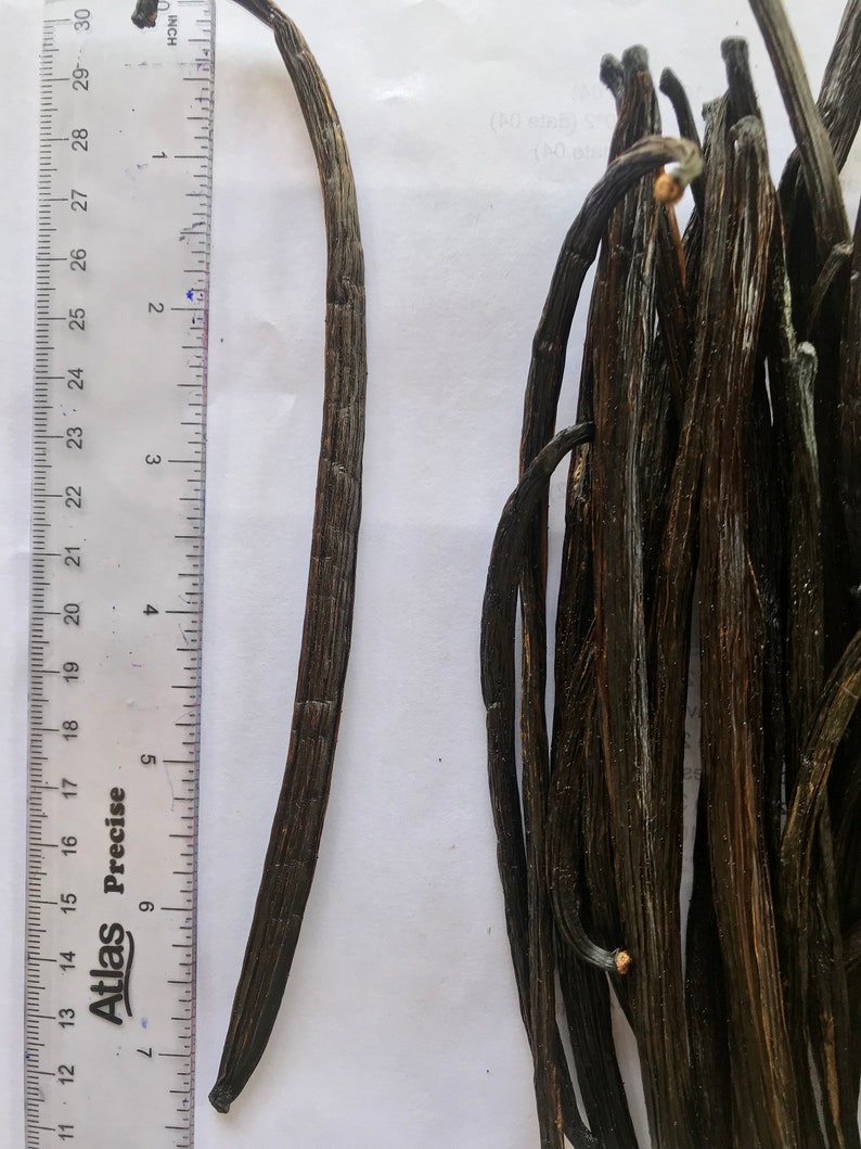 10 Madagascar Vanilla Beans Whole Grade A Vanilla Pods 5 7 Etsy